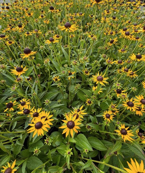 Black Eyed Susan