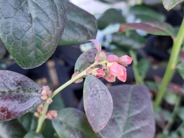 Blueberry Pink Icing