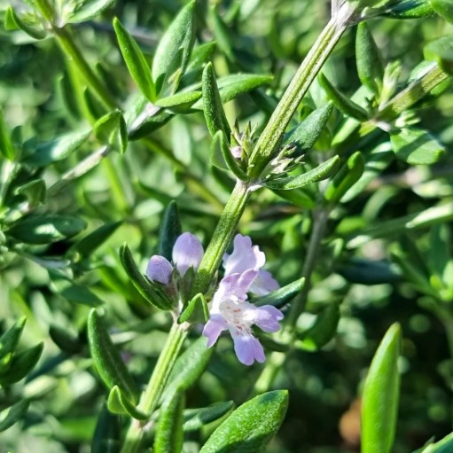 Coastal Rosemary Bet Mix Available