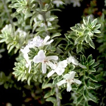 Diggers Speedwell White Veronica perfoliata Alba