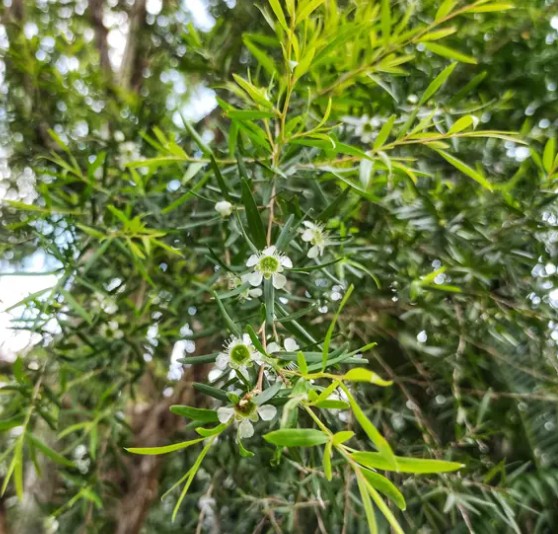 Dwarf Tea Tree
