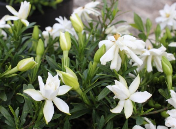 Compact Gardenia O So Fine