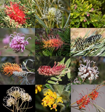 Grevillea Mix In Season Best available