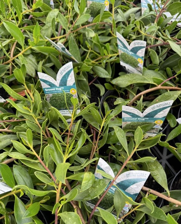 Groundcover myoporum common boobialla Ground Hug
