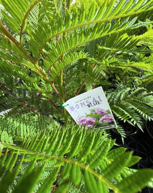 Jacaranda Bonsai Blue