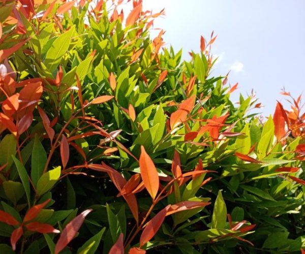 Lilly Pilly Bonfire Compact Low Hedge