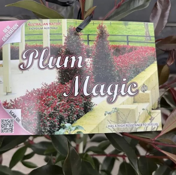 Lilly Pilly Plum Magic