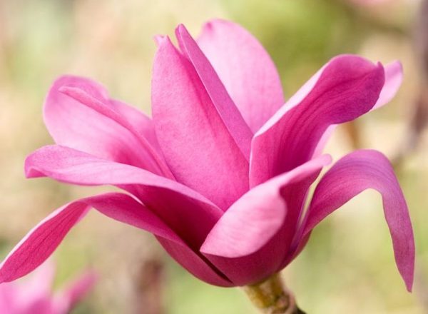 Magnolia Vulcan Ruby Red Goblet Shaped Flowers