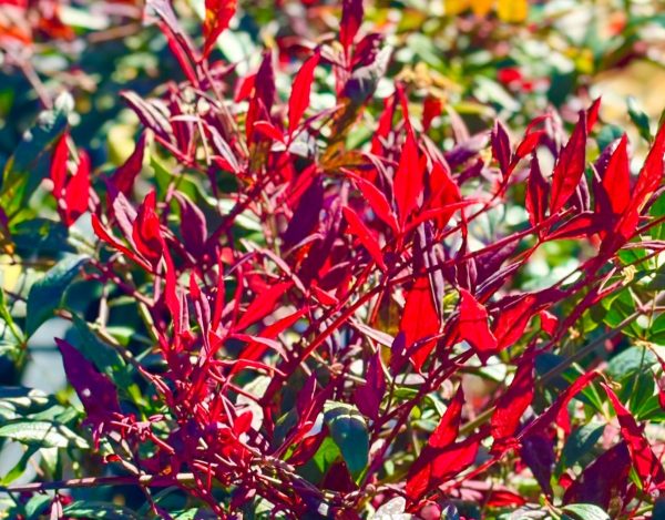 Nandina Colourscape