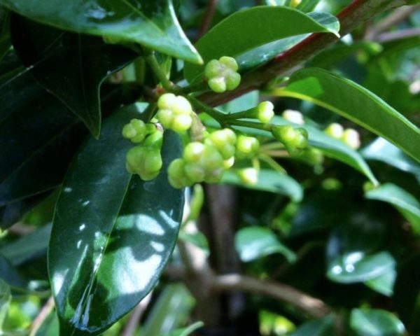 Narrow Screening Lilly Pilly