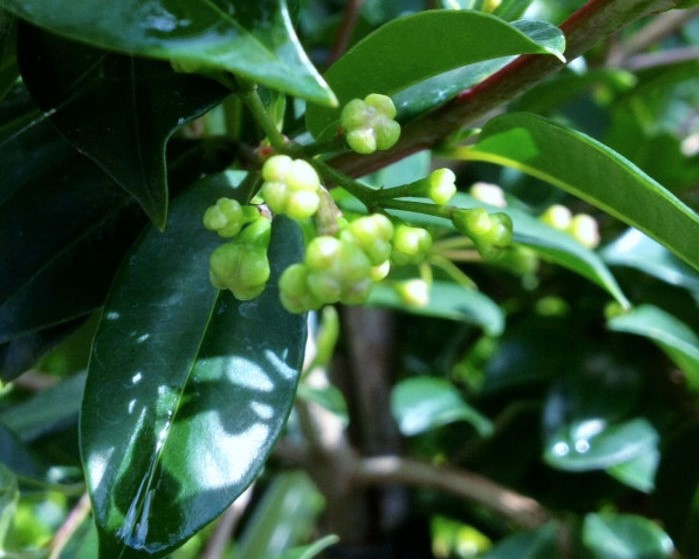 Narrow-Screening-Lilly-Pilly Narrow Screening Lilly Pilly