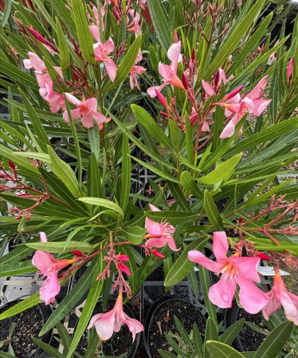 Oleander