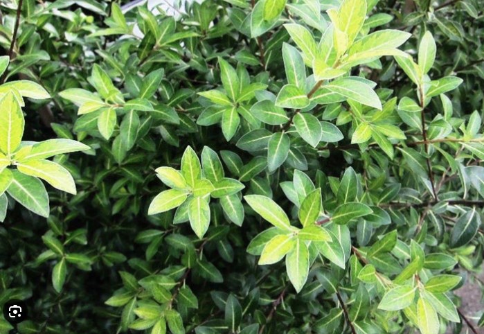 Pittosporum-Limelight Pittosporum Limelight
