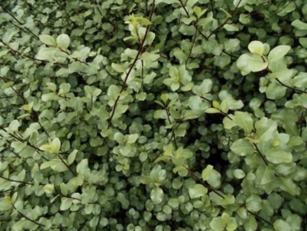 Tall and Narrow Screening Plant