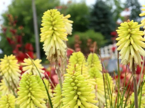 Red Hot Poker Poco Citron
