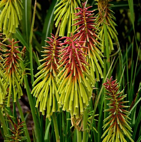 Red Hot Poker Rasta