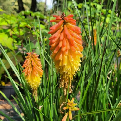 Dwarf Red Hot Poker