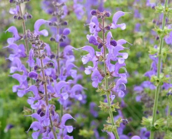 Salvia Best Mix of Available In Season Salvia