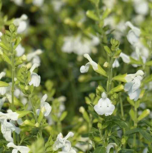 Salvia-White-Autumn-Sage Salvia White Autumn Sage