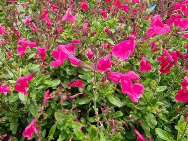 Salvia Mirage Hot Pink