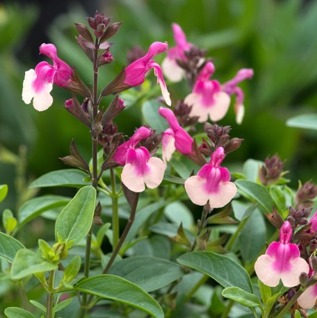 Salvia-greggii-Mirage-Rose-Bicolor