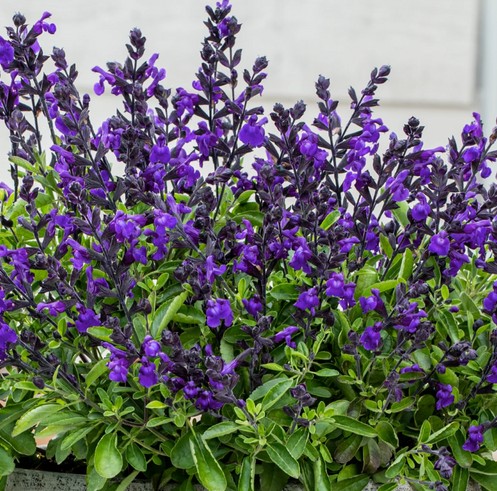 Salvia-greggii-Mirage-Violet Salvia Mirage Violet