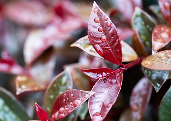 Lilly Pilly Dwarf Cheeky Little Red