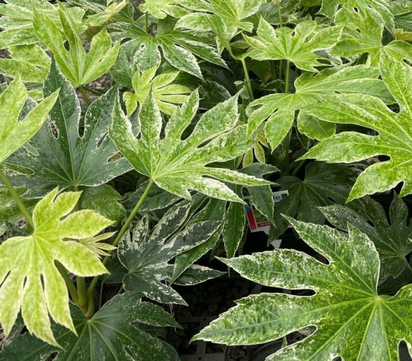 Glossy Leaf Paper Plant Fatsia Japonica Spiders Web