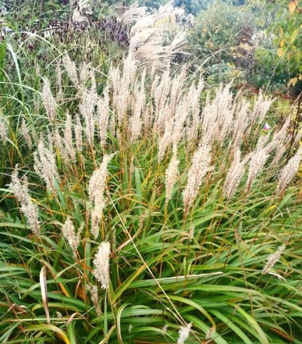 Miscanthus Eileen Quinn
