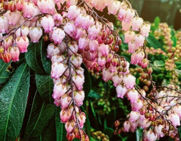 Pieris Katsura
