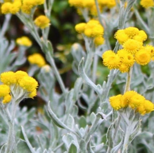 Yellow Buttons Aussie Reflection