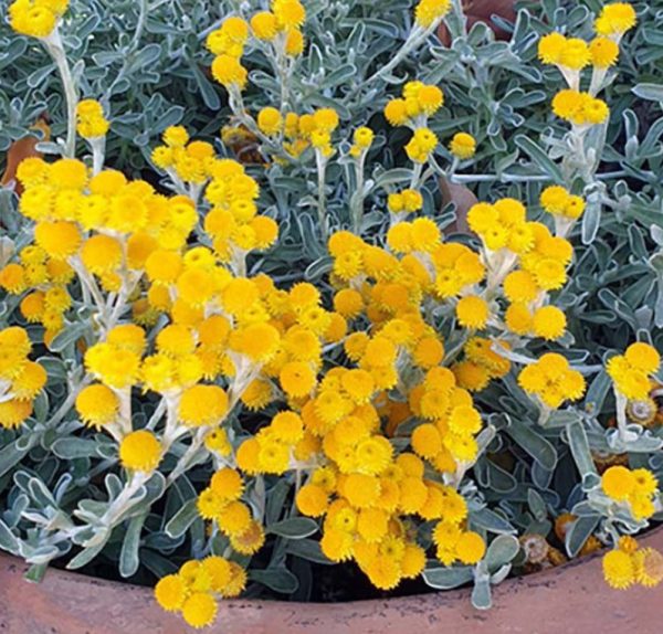 Yellow Buttons Bridgewater Bay