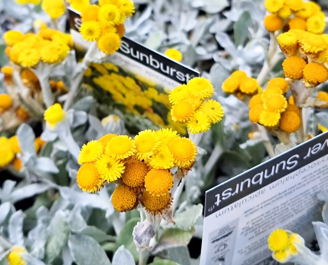 Yellow-Buttons-Silver-Sunburst-Chrysocephalum-apiculatum Yellow Buttons Silver Sunburst