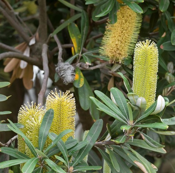 Banksia integrifolia prostrata Roller Coaster