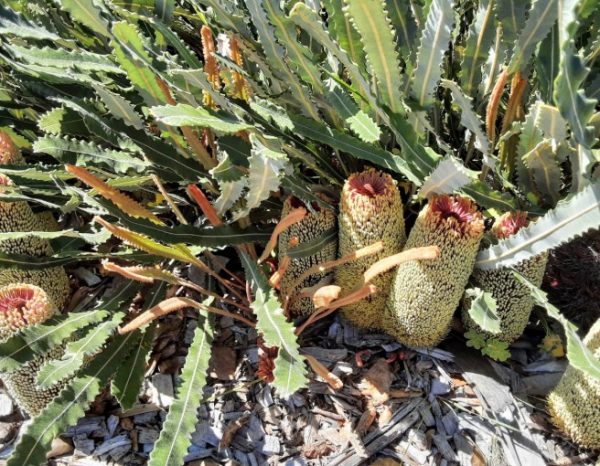 Creeping Banksia Petiolaris