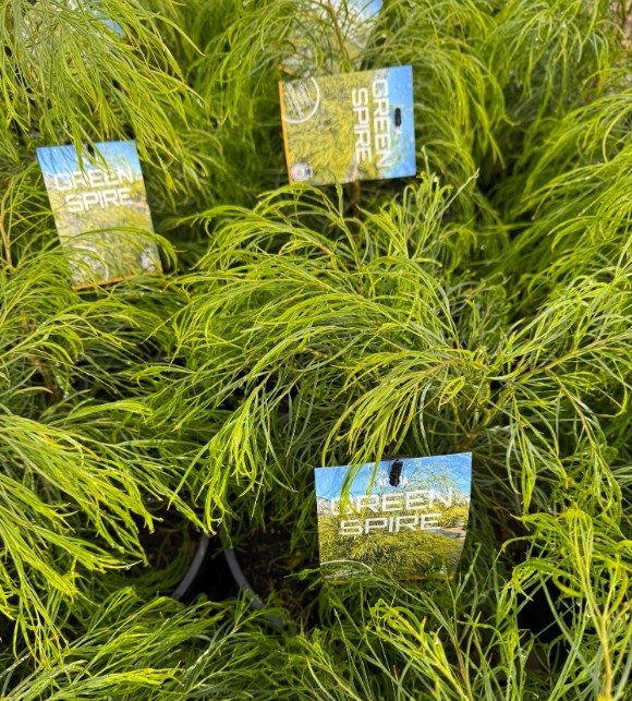 Bower River Wattle Acacia Green Spire