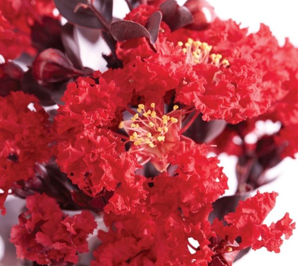 Crepe Myrtle Diamonds in the Dark Best Red