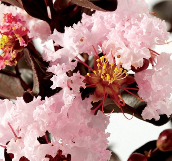Crepe Myrtle Diamonds in the Dark Blush