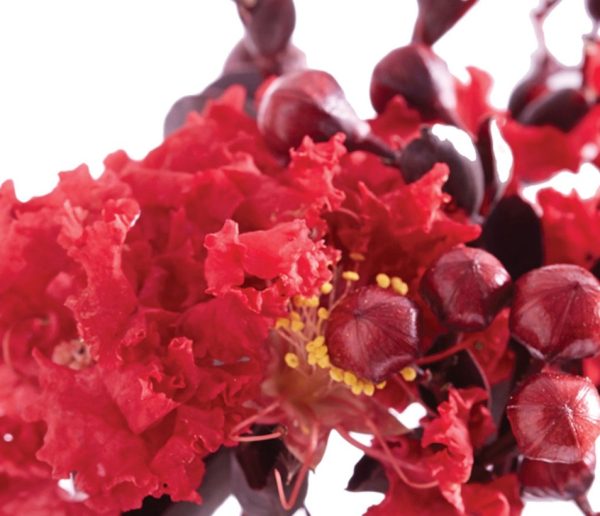 Crepe Myrtle Diamonds in the Dark Crimson Red