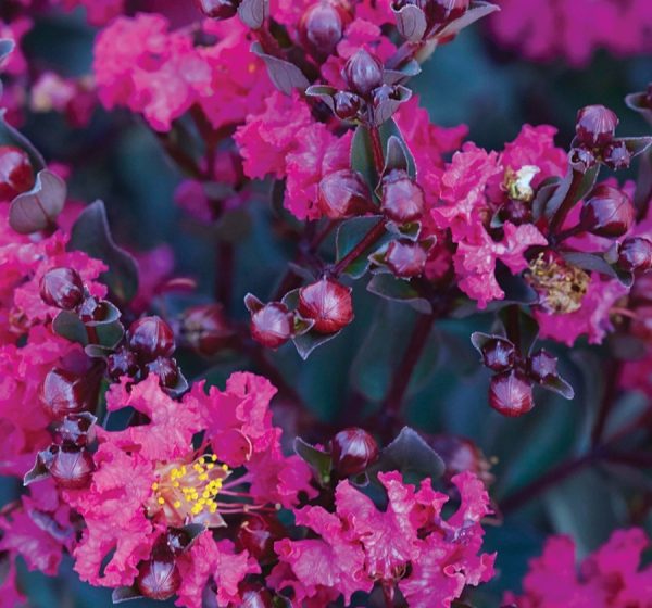 Crepe Myrtle Diamonds in the Dark Mystic Magenta