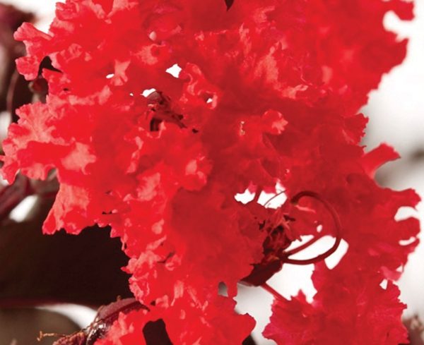 Crepe Myrtle Diamonds in the Dark Red Hot