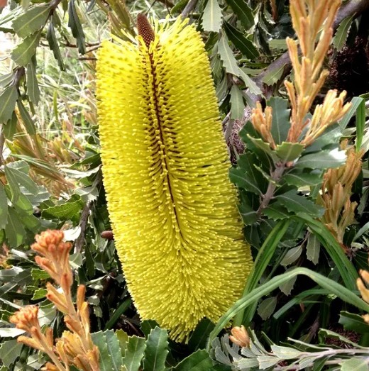 Cut Leaf Banksia praemorsa