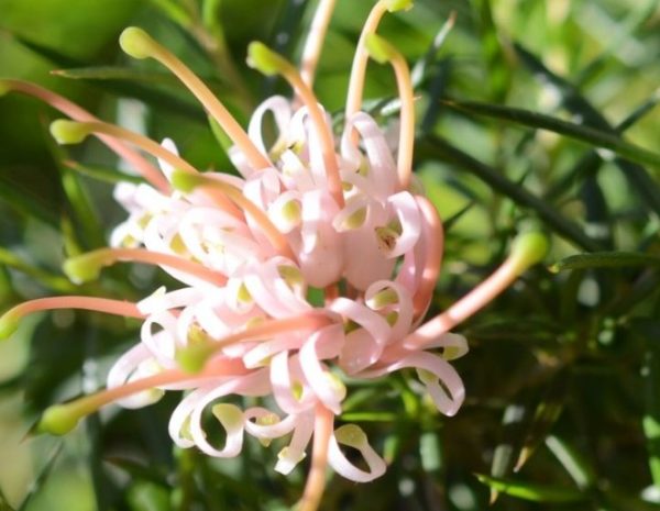 Grevillea Pink Lady