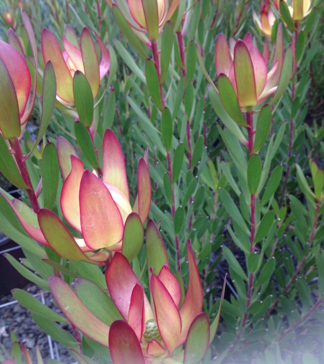 Leucospermum-Red-Gem Leucospermum Red Gem