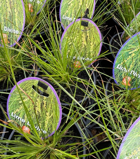 Lomandra Lime Divine