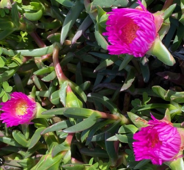Native Pigface Pink Passion Carpobrotus rossii