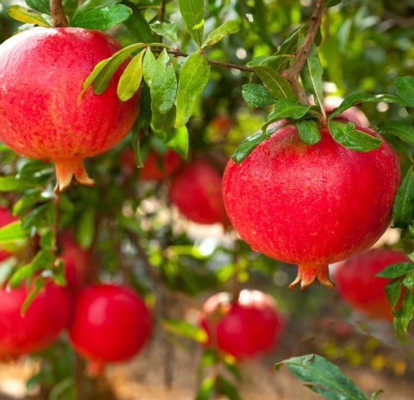 Pomegranate Wonderful Punica granatum Wonderful