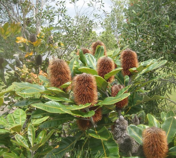 Swamp Banksia Robur