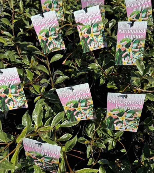 Variegated Star Jasmine