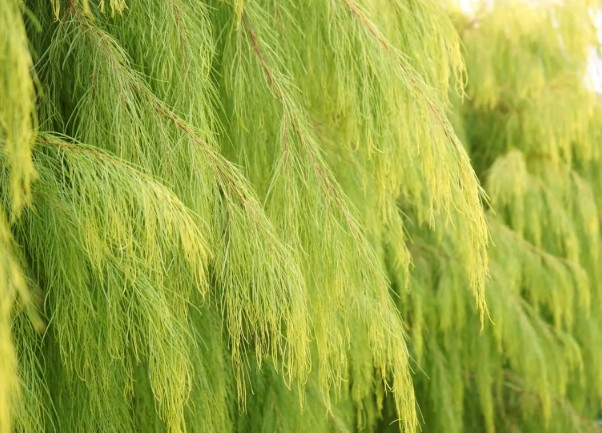 Acacia-cognata-Lemon-Magik Acacia Lemon Magik